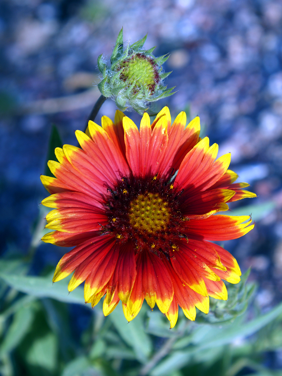 Wildflowers - Mount Rushmore National Memorial (U.S. National Park