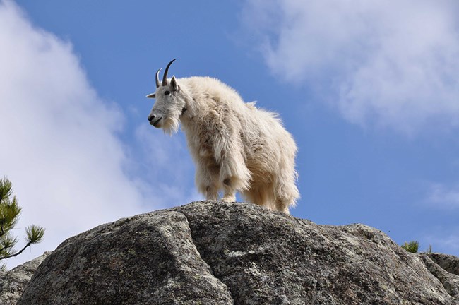 A Rocky Mountain goat stands on a large granite outcrop. A Rocky Mountain goat stands on a large granite outcrop.