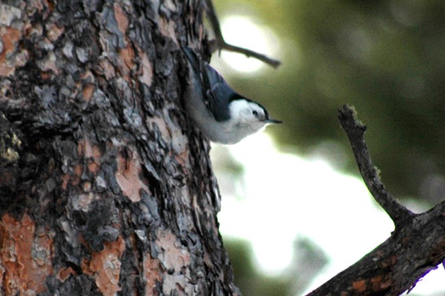 A white-breasted nuthatch climbing down the bark of a ponderosa pine tree.