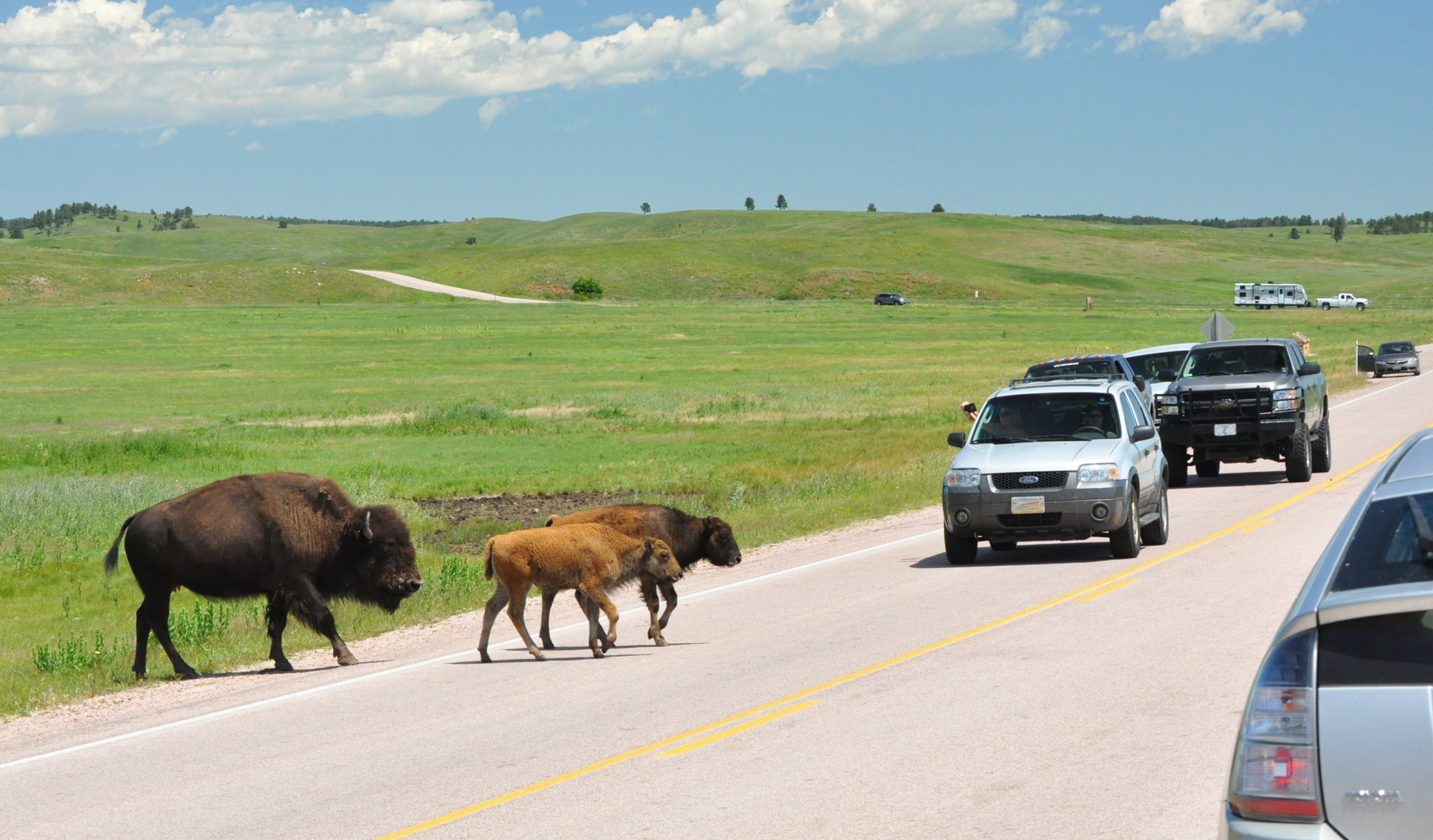 Two bison calves followed by their mother walk across a highway, blocking traffic on a summer day in Wind Cave National Park.