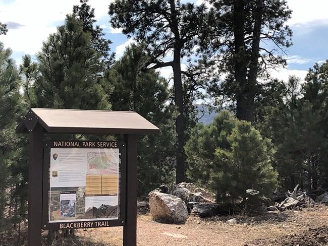 Photo of the Blackberry Trailhead sign with ponderosa pine trees in the background.