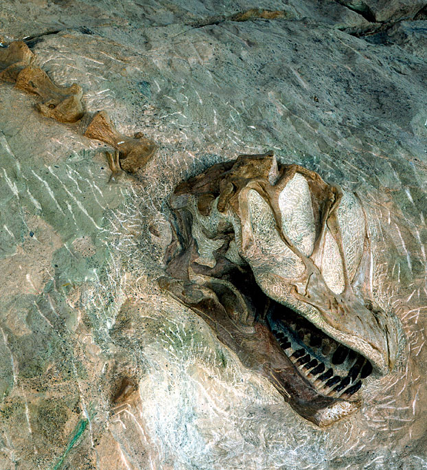 The fossil skull of a camarasaurus.  See below for details.