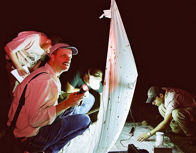 Dave Wagner, University of Connecticut, and students collecting insects attracted to a black light. The insects can be easily spotted on the white sheet. 