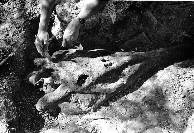 Preparation of the fossil skull of a phytosaur.  See below for details.