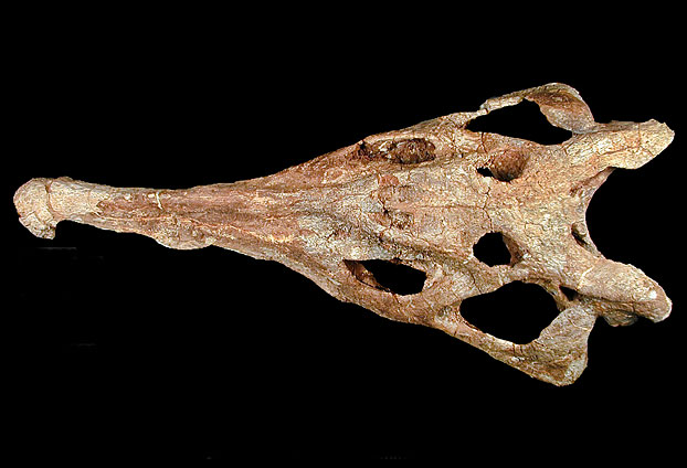 The fossil skull of a phytosaur.  See below for details.