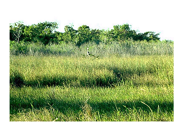 Slough area along the Anhinga Trail at Royal Palm in the Everglades