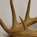 Antler trophy - ARHO 5782