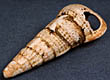 museum object click to view