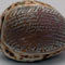 Sea Shell