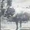 Albert Johnson Packing Mules