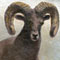 Bighorn Ram