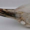 White Raven