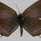 Purple Panamint Swallowtail 