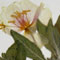 Eureka Dunes Evening Primrose