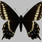 Black Panamint Swallowtail