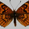 Orange Panamint Swallowtail