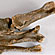 Metacarpals