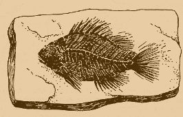 Drawing of fossil fish