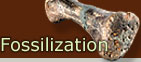 Fossilization