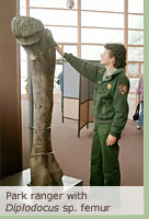 Park Ranger with Diplodocus sp. femur