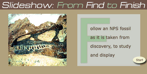 Follow an NPS Fossil as it is taken from discover to study and display