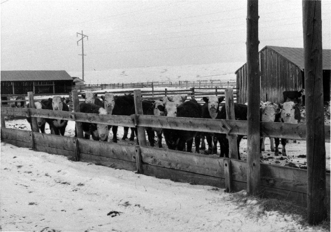 feedlot