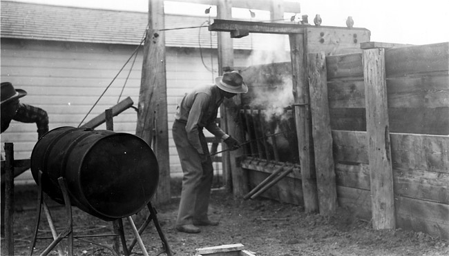 branding cattle