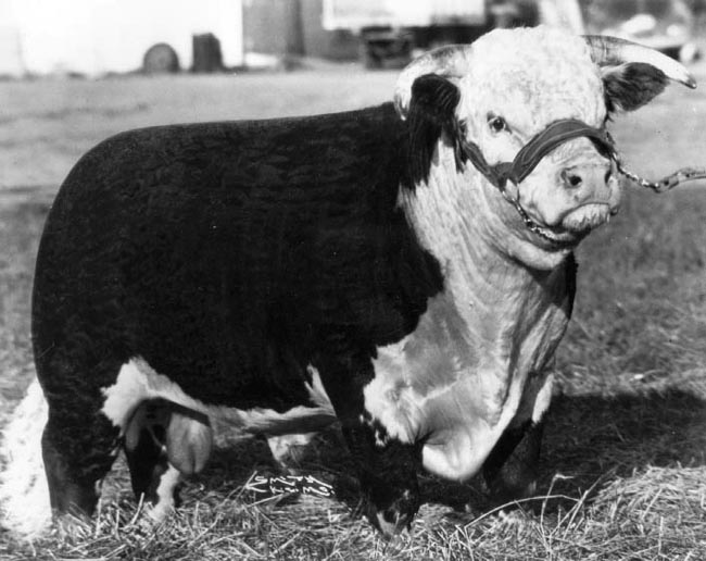 Hereford Bull