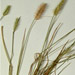 GRKO8842_wheatgrass