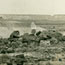 Petrified Forests
