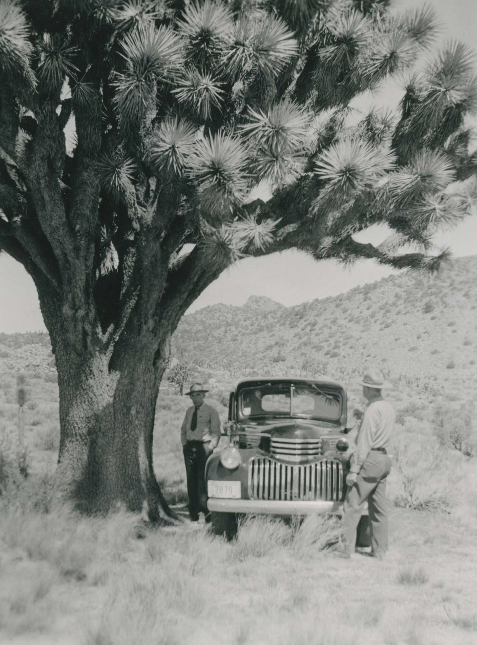 Joshua Tree Rangers