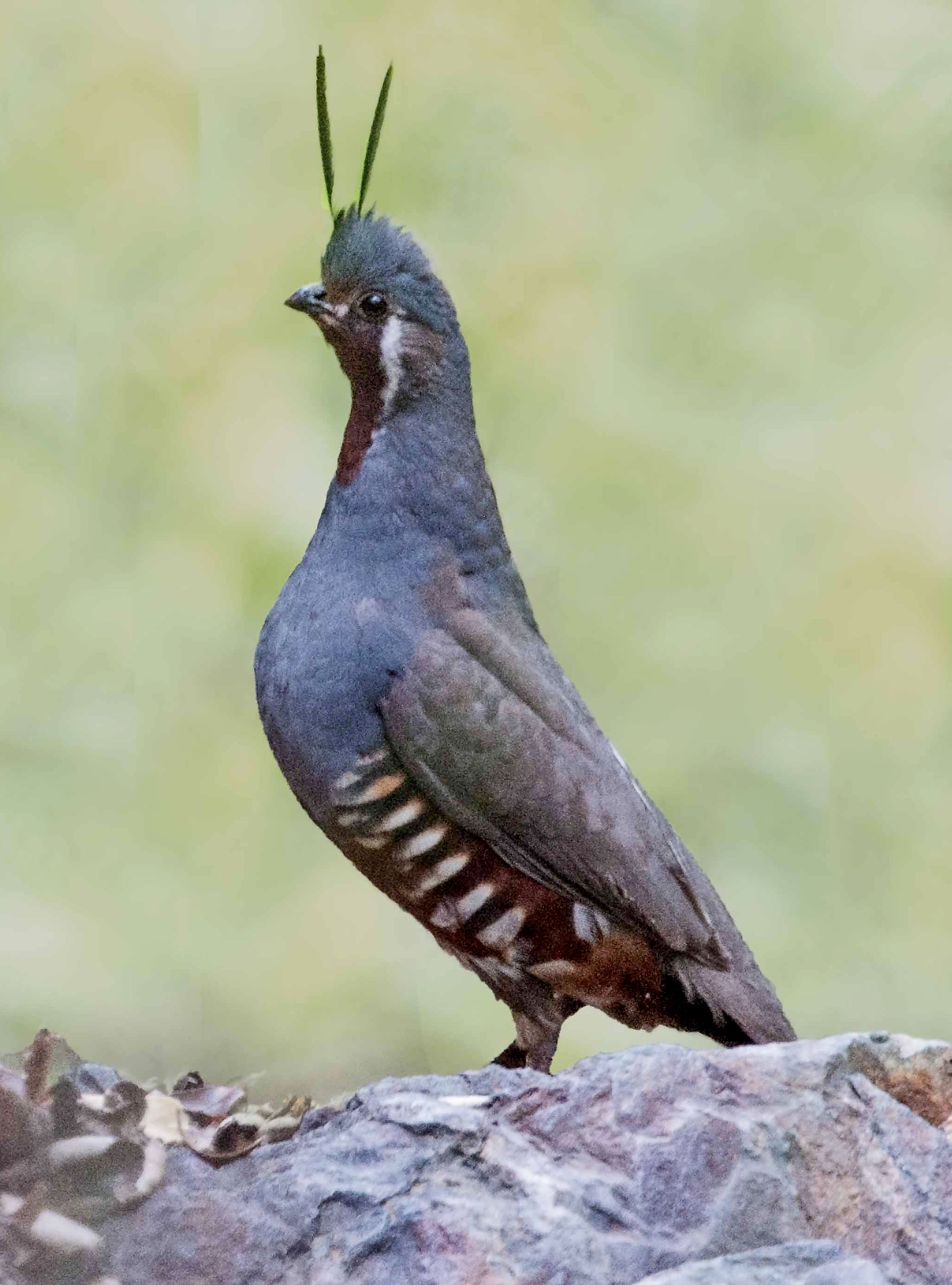 Mountain Quail