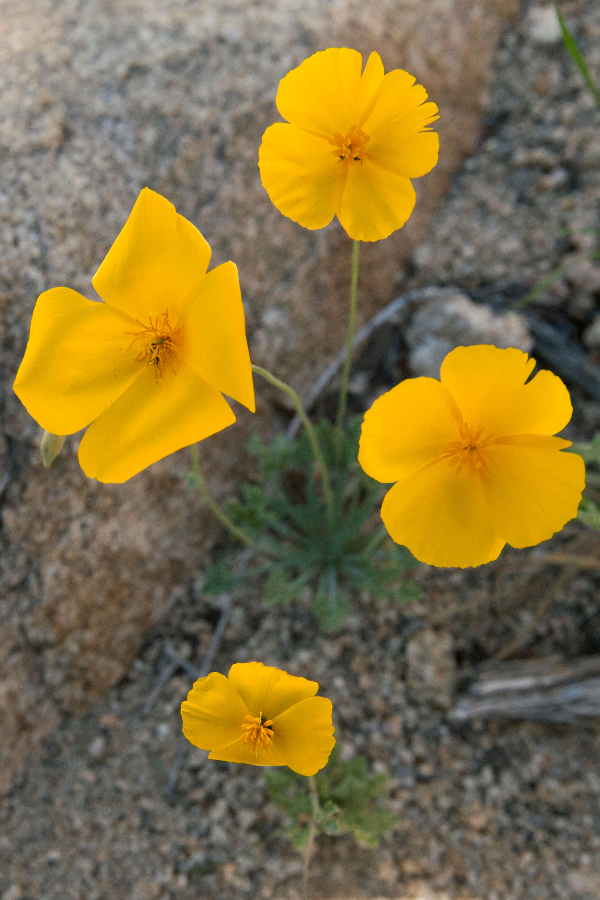 Joshua Tree Poppy