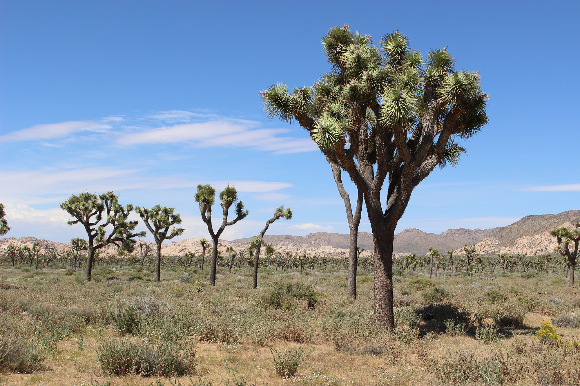 Joshua Tree