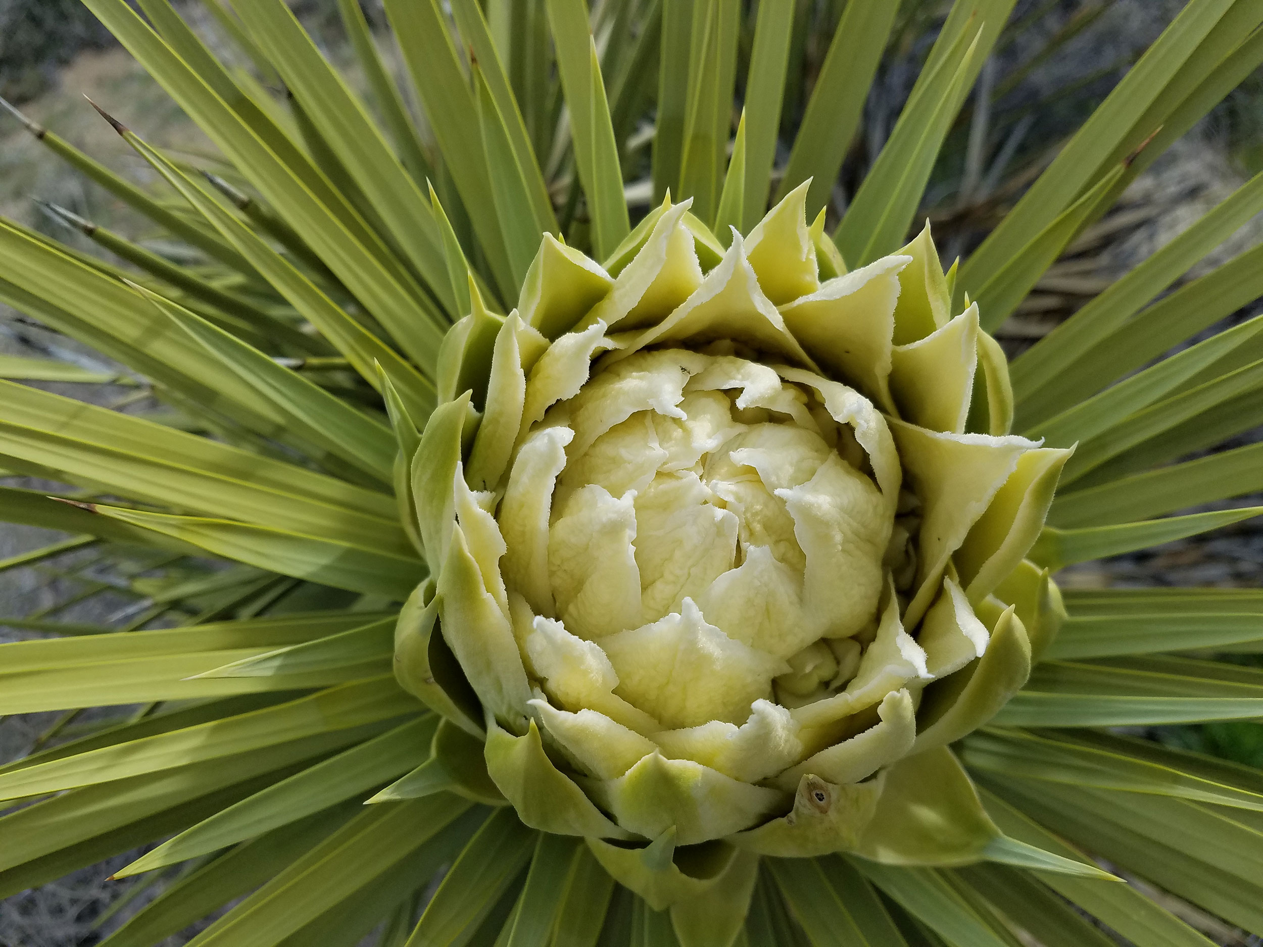 Joshua Tree flower