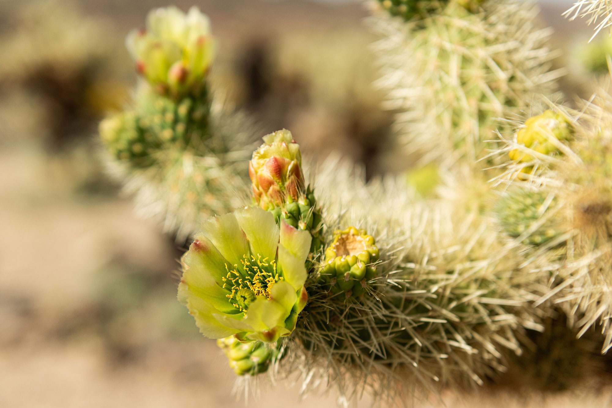 Cholla Buds