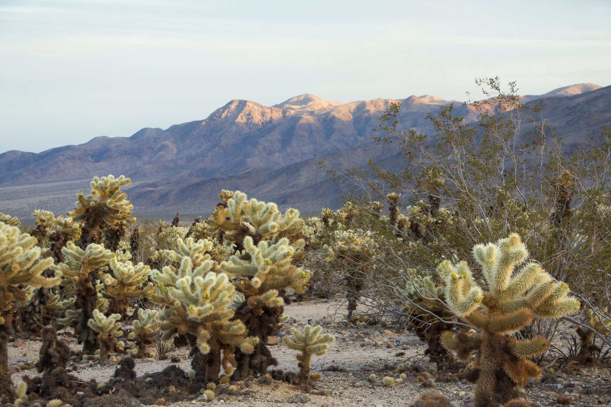 Cholla Garden