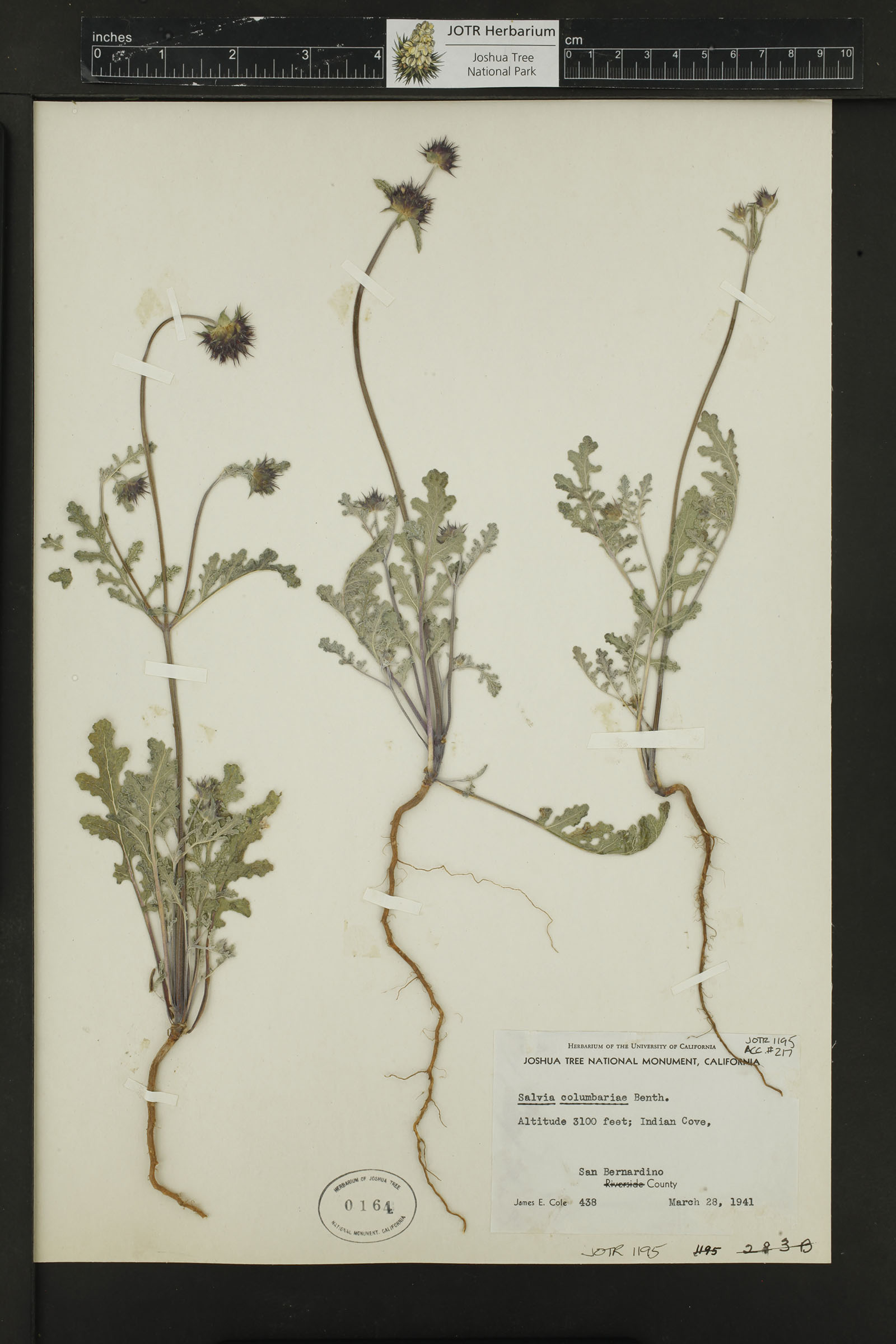 Chia (Salvia columbariae)