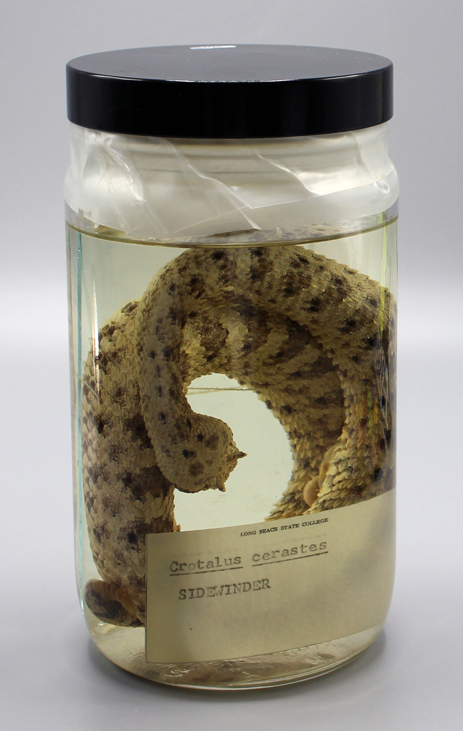 Sidewinder (Crotalus cerastes)