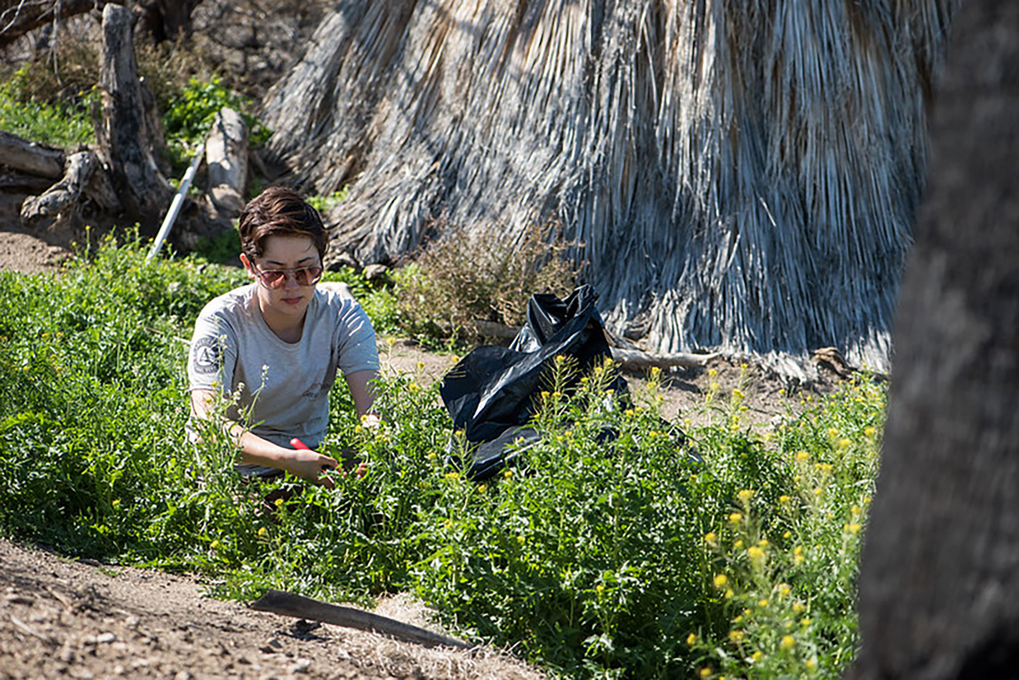 Staff removing invasive plants from the oasis