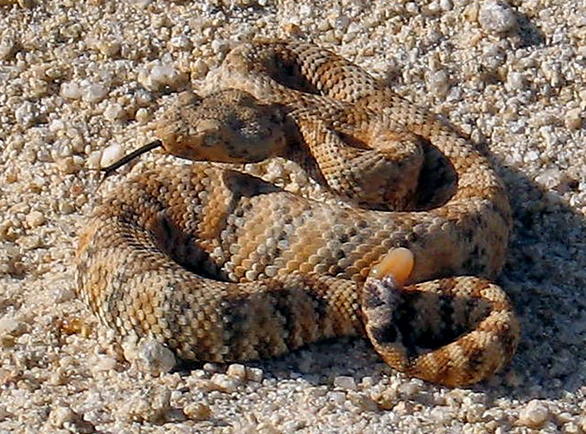 Speckled Rattlesnake
