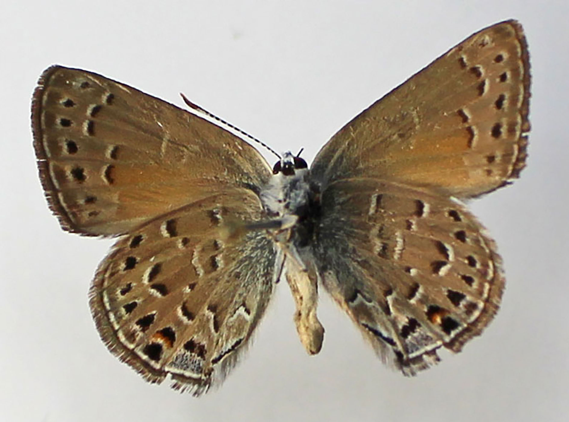 Behr's Hairstreak (<em>Satyrium behrii</em>)