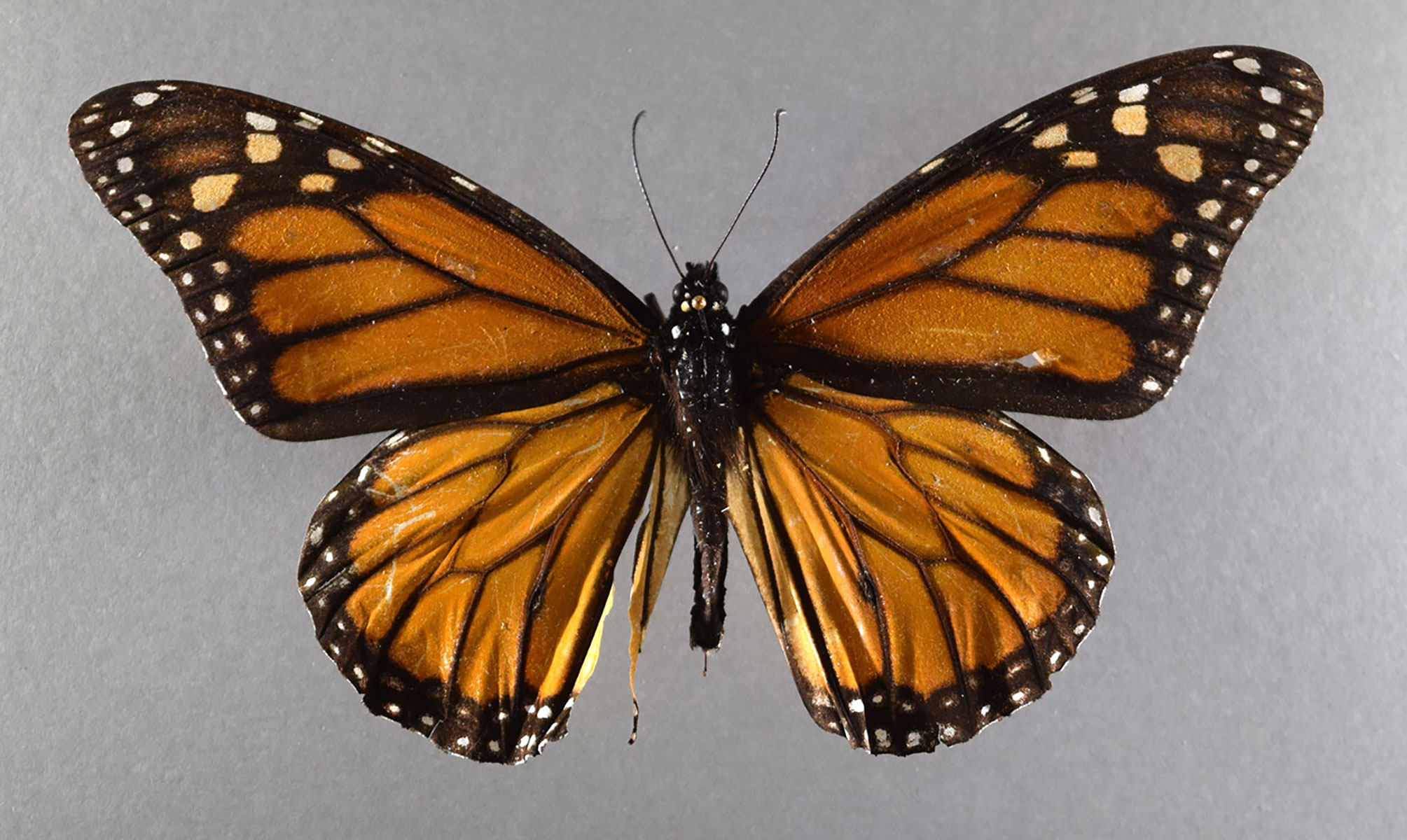 Monarch Butterfly (Danaus plexippus)