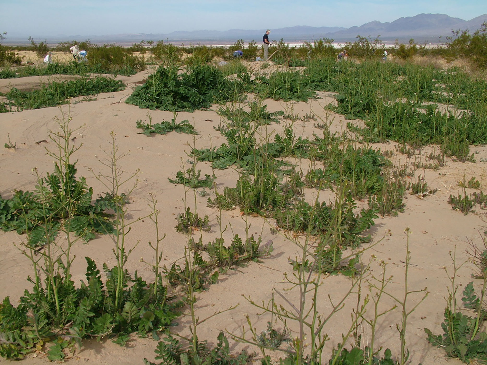 Joshua Tree landscape with Sahara mustard