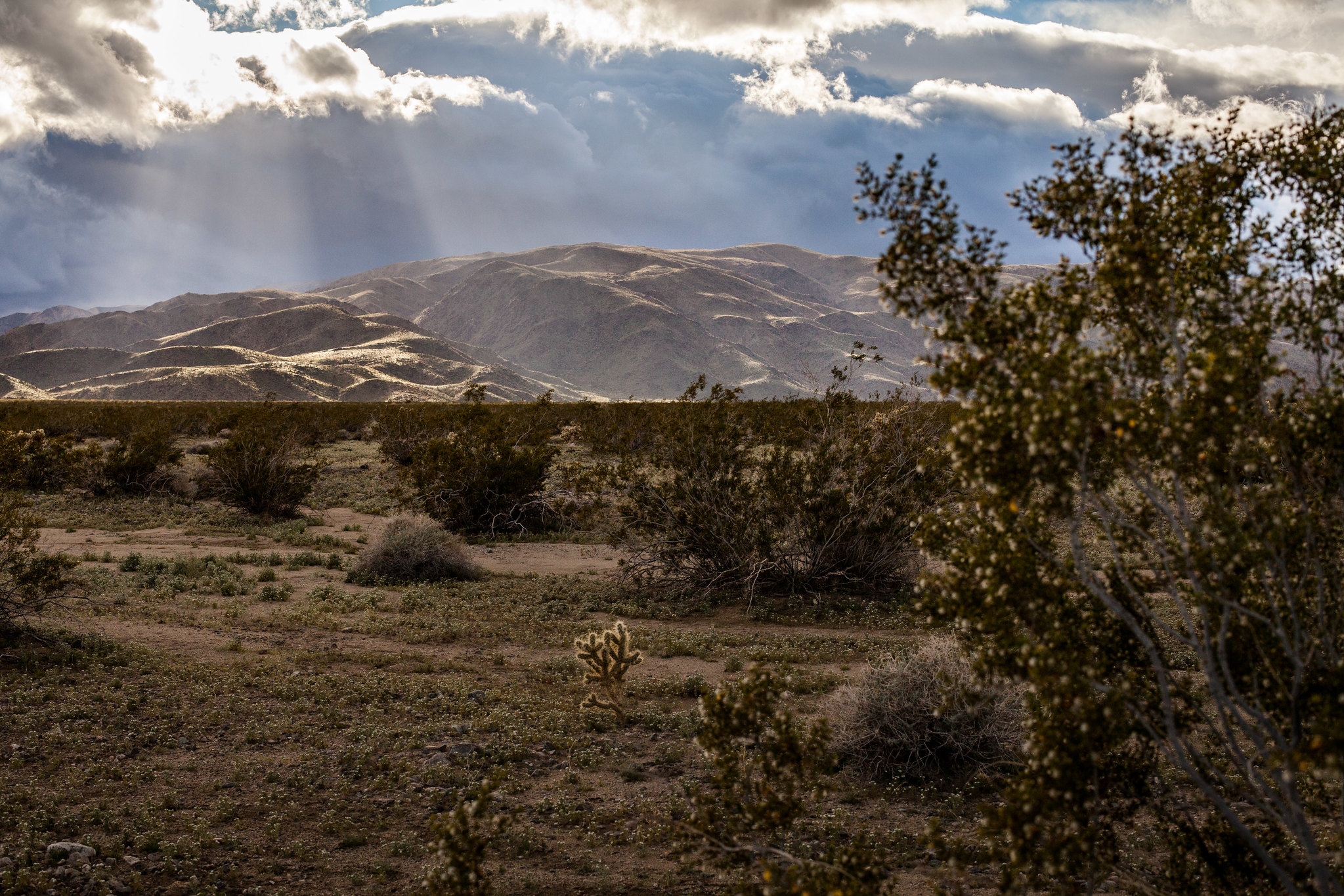 Pinto Basin