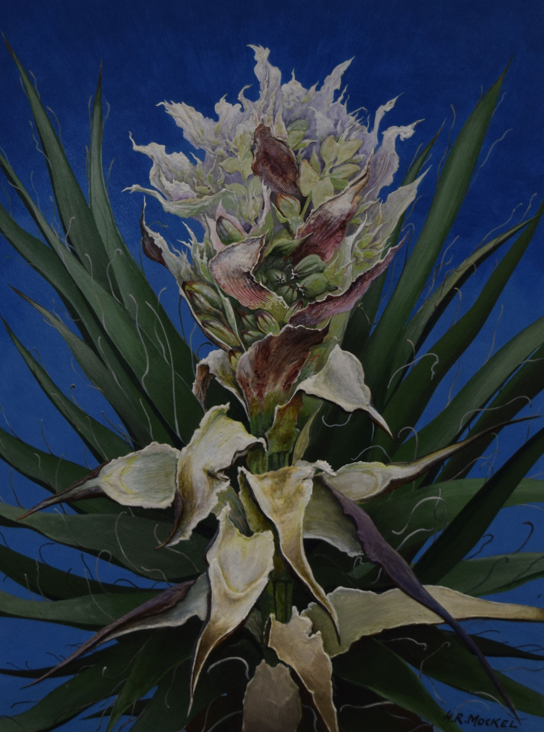 Mojave Yucca