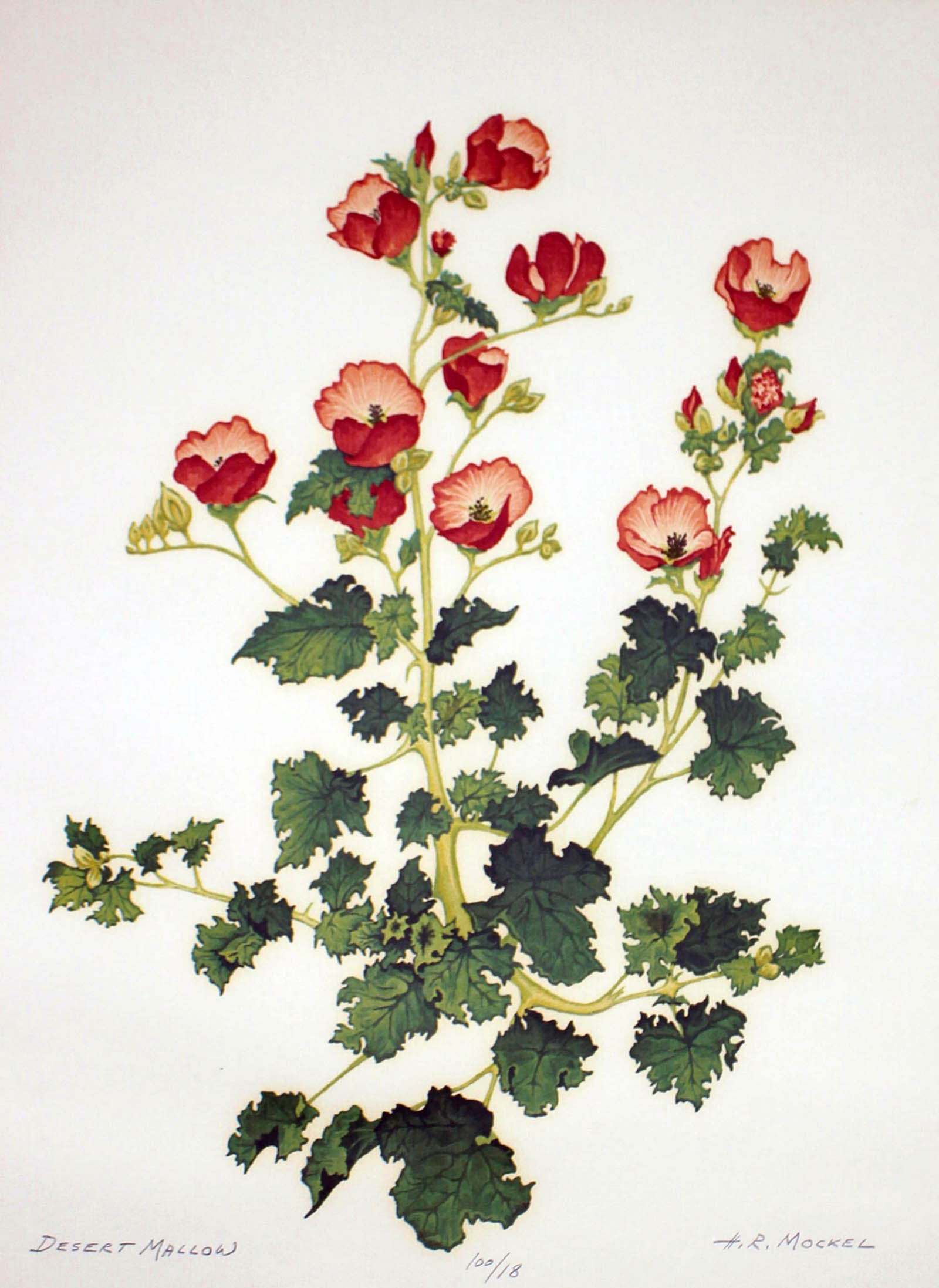 Desert Globemallow print