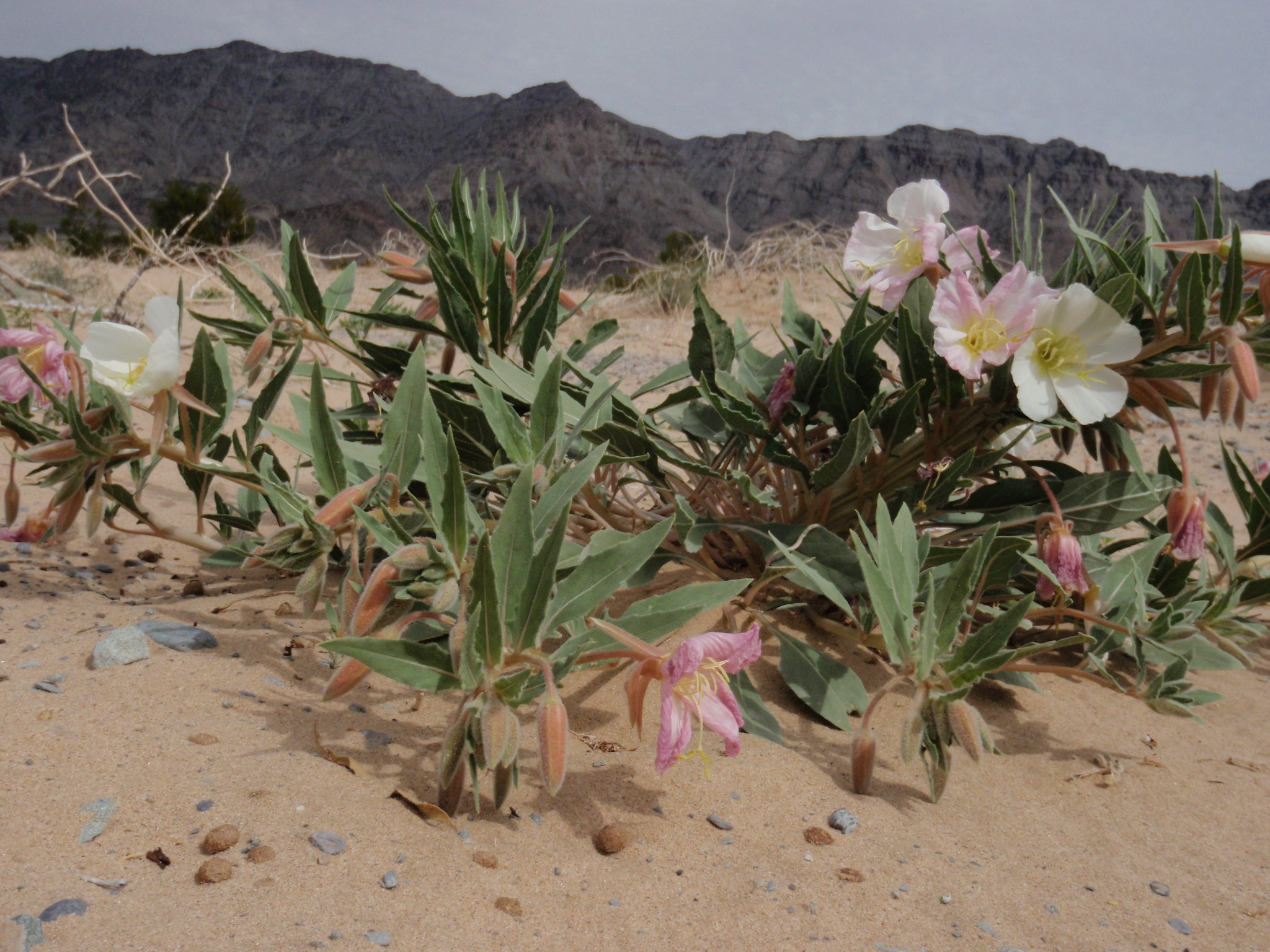 Dune evening primrose