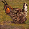 Image of painting titled Prarie Chickens