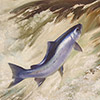 Image of painting titled Atlantic Salmon